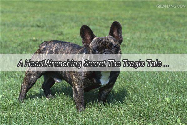 A HeartWrenching Secret The Tragic Tale of a Dogs Demise